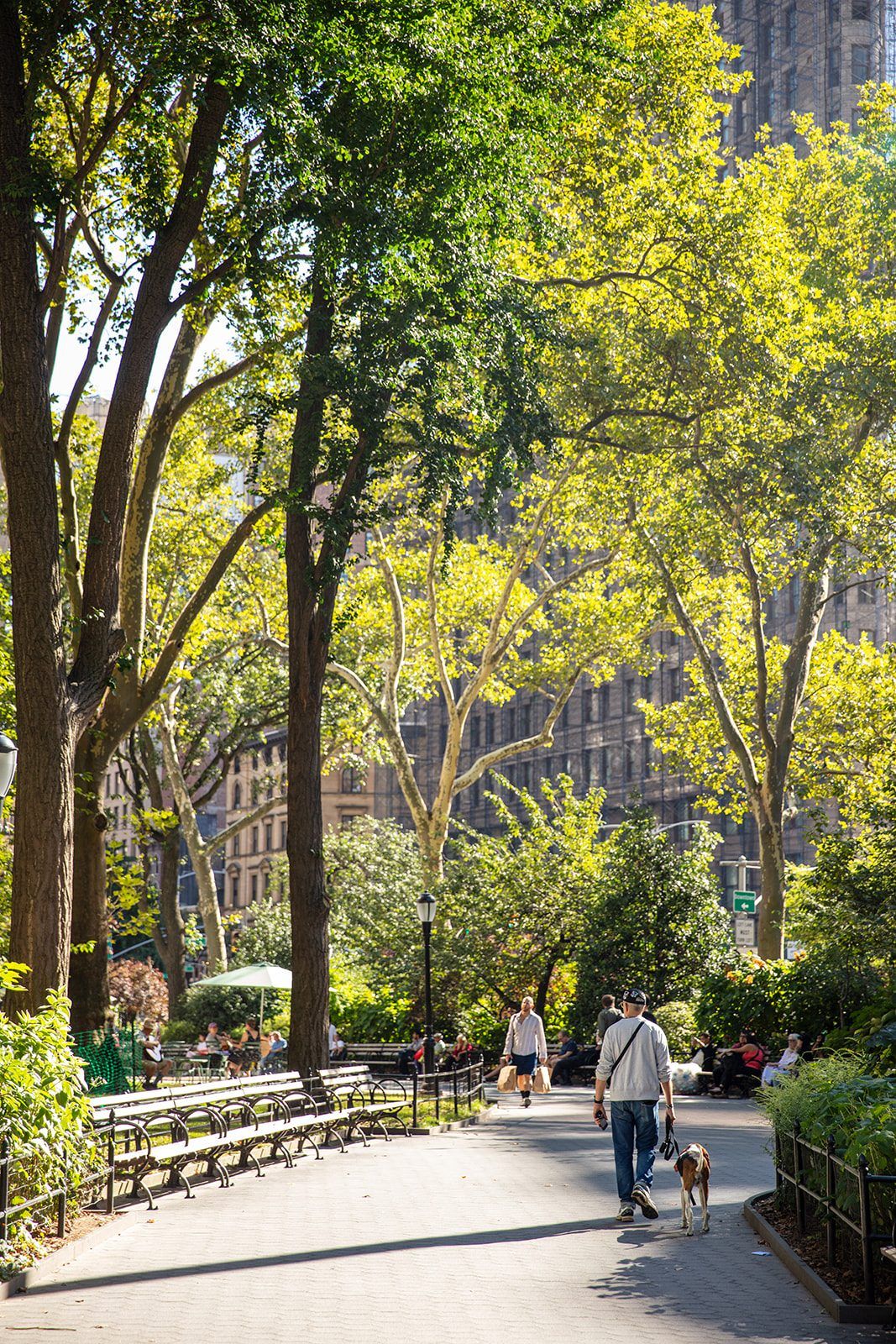 A walk along a sunlit, bench-lined path in Madison Square Park