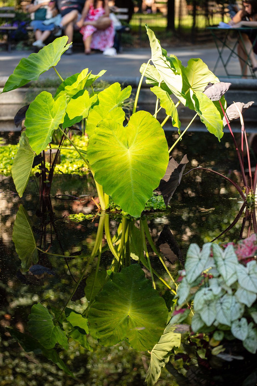 Elephant-ear and caladium in the Madison Square lily pool